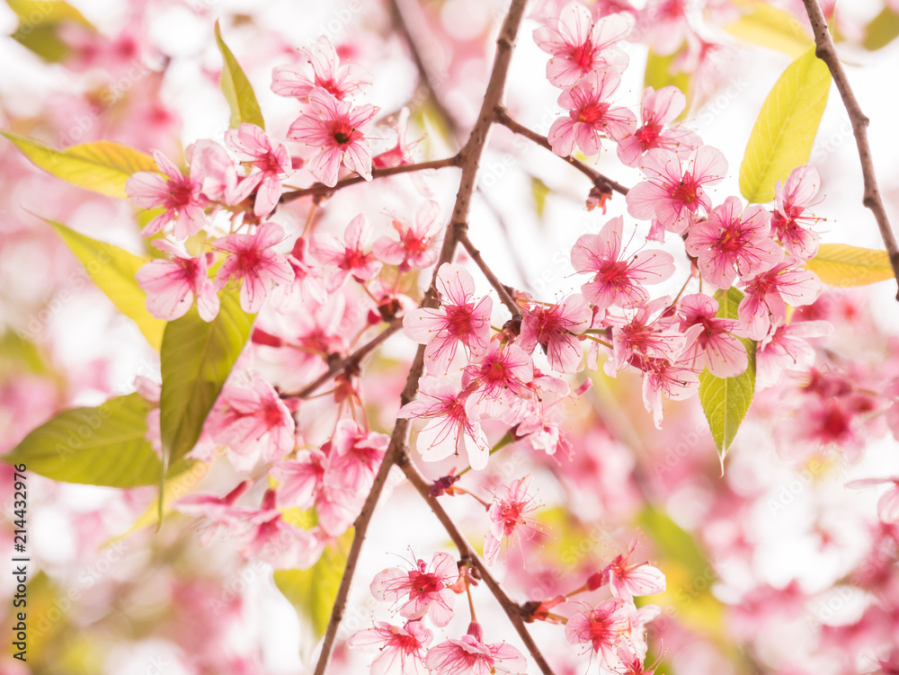 Obraz premium Beautiful pink wild himalayan cherry blossom flower on the branch during spring blooming. Nature background.