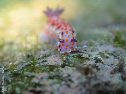 Clown nudibranch Ceratosoma amoenum at Parsley Bay, Sydney, Australia photo