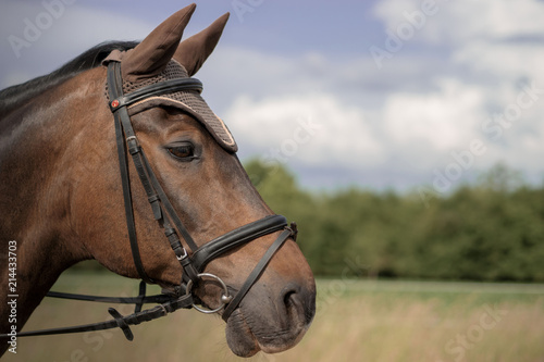 Pferd Pferde Portrait auf Koppel im Sommer bei Sonnenschein mit Himmel im Hintergrund