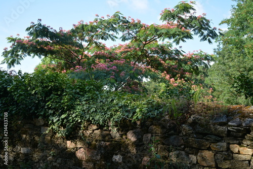 L'arbre à soie Albizia julibrissin