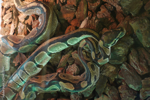 long large serpent with green spots in the terrarium on the stones