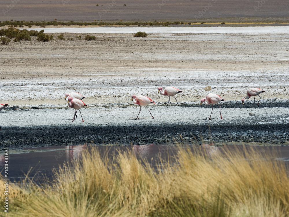 Flamingos grazing in Salt Lake in Bolivia Desert