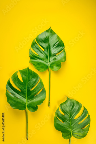 Tropical monstera leaves on yellow background