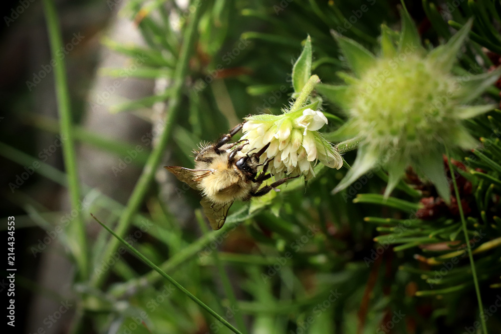 A common carder bee sitting and eat pollen from bloom in Slovakia grassland A common carder bee sitting and eat pollen from bloom in Slovakia grassland