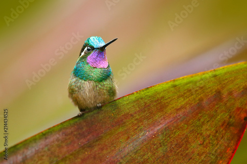 Purple-throated Mountain-gem, Lampornis calolaemus, hummingbird from Costa Rica. Violet throat small bird from mountain cloud forest in Costa Rica. Wildlife in tropic nature. photo