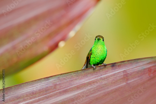 Coppery-headed Emerald, Elvira cupreiceps, beautiful hummingbird from La Paz Cordillera de Talamanca, Costa Rica. Scene in tropical forest, animal in nature habitat. photo