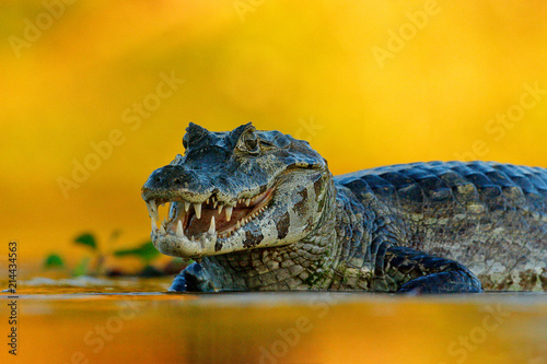Yacare Caiman, Pantanal, Brazil. Detail portrait of danger reptile. Crocodile in river water, evening light.