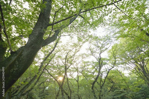 Wide angle landscape of fresh green summer leaves