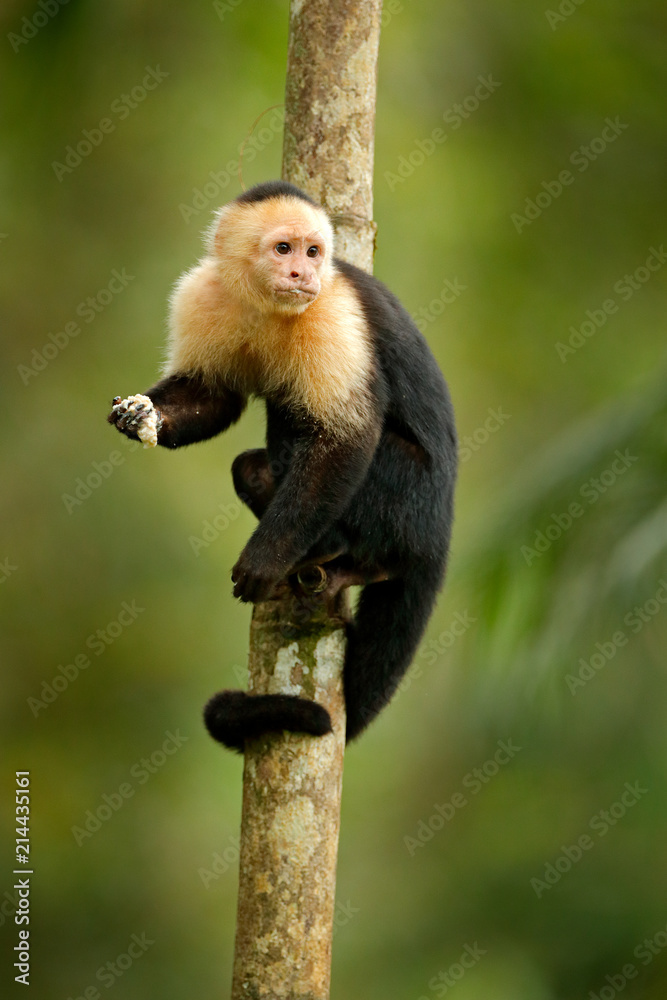 Obraz premium Monkey feeding banana. White-headed Capuchin, black monkey sitting on tree branch in the dark tropical forest. Wildlife of Costa Rica, Central America.