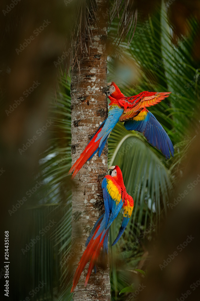 Fototapeta premium Red parrot Scarlet Macaw, Ara macao, bird sitting on the branch, Brazil. Wildlife scene from tropical forest. Beautiful parrot on tree freen tree in nature habitat.