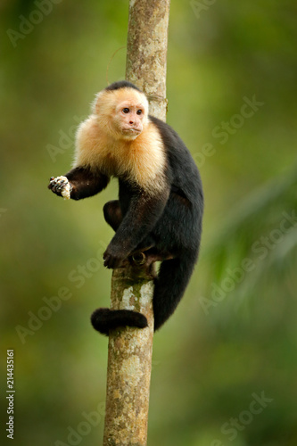Monkey feeding banana. White-headed Capuchin, black monkey sitting on tree branch in the dark tropical forest. Wildlife of Costa Rica, Central America.