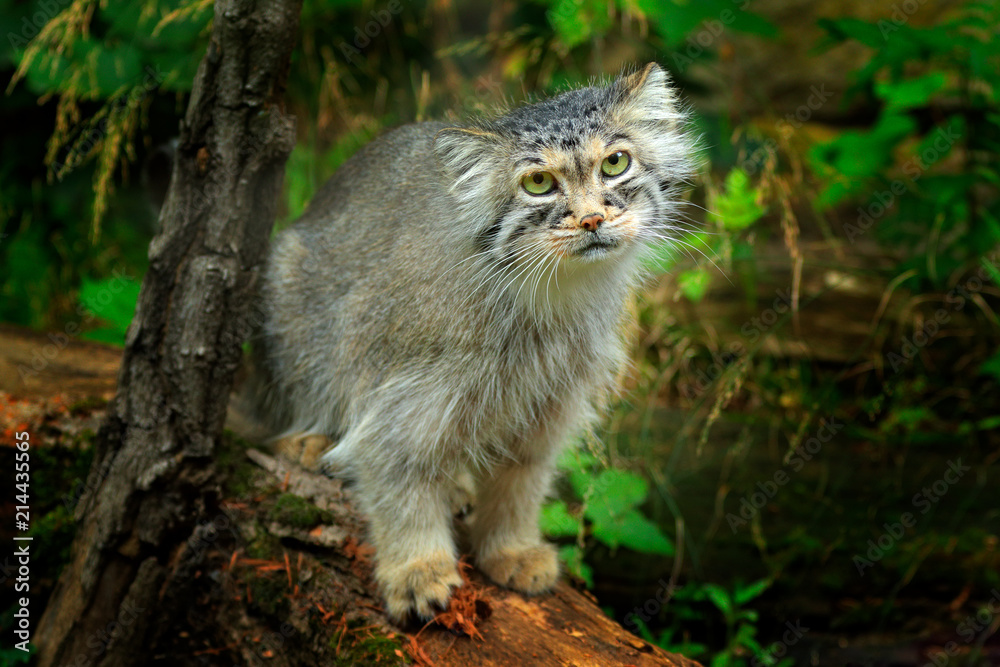 Manul or  Pallas's cat, Otocolobus manul, cute wild cat from Asia. Wildlife scene from the nature. Animal in the nature habitat, forest in Nepal.