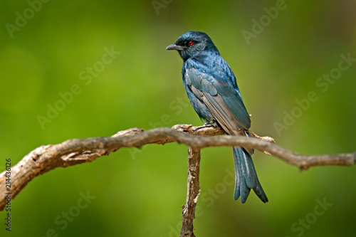 Fork-tailed Drongo, Dicrurus adsimilis, detail of exotic grey black African bird with red eye, hidden in the green forest nature habitat, art view,  Botswana, Africa. Wildlife scene from nature. © ondrejprosicky