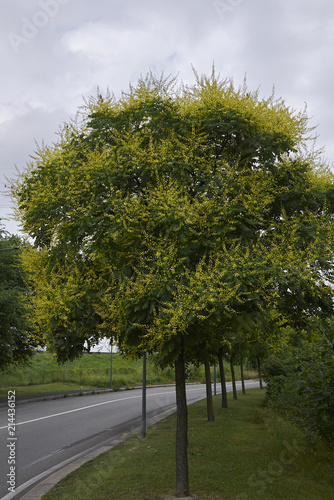 Koelreuteria paniculata  photo