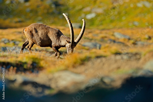 Alpine Ibex, Capra ibex, in nature habitat. Gran Paradisko National Park, Italy. Wildlife scene from nature. Animal with horn in the rock mountain. Close-up detail of hornes mammal in the stones.