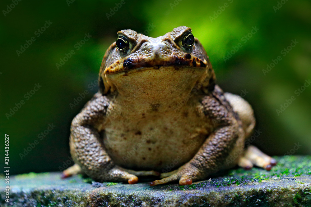 Fototapeta premium Ropucha trzcinowa, Rhinella marina, duża żaba z Kostaryki. Portret twarzy dużego płaza w środowisku naturalnym. Zwierzę w tropikalnym lesie. Scena dzikiej przyrody z natury.