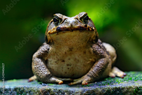 Tableau sur toile Cane toad, Rhinella marina, big frog from Costa Rica