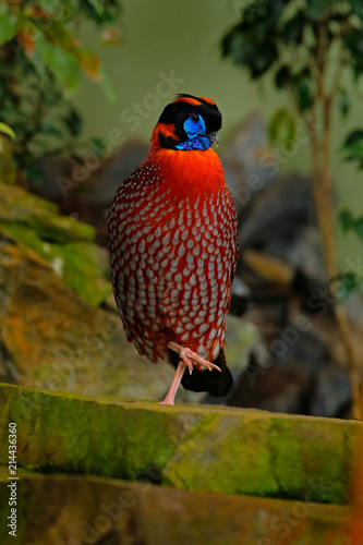 Temminck's Tragopan, Tragopan temminckii, displeing of rare pheasant in the nature habitat. Orange bird hidden in the green vegetation. Wildlife nature in China. photo