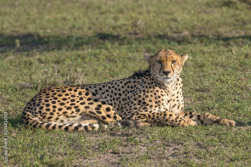 Cheeta laying down