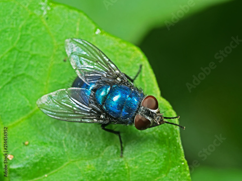Macro Photo of Blue Bottle Fly on Green Leaf photo