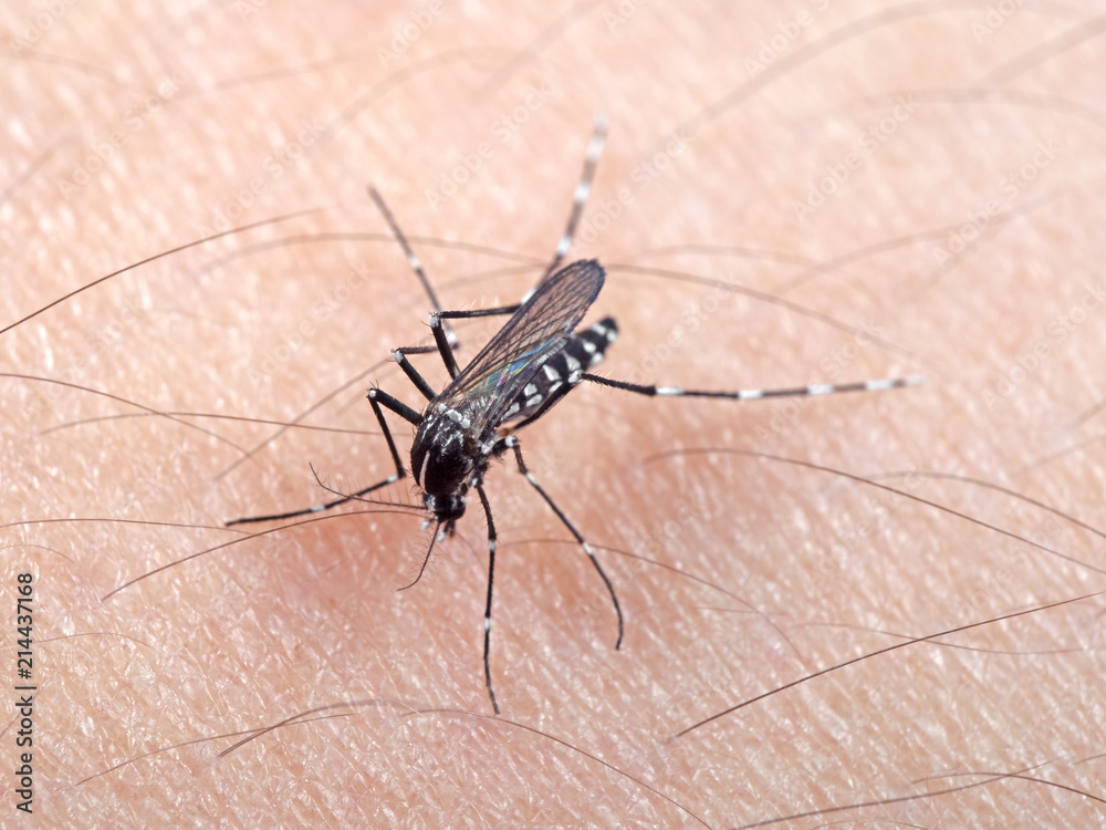 Macro Photo of Yellow Fever Mosquito Sucking Blood on Human Skin Macro Photo of Yellow Fever Mosquito Sucking Blood on Human Skin
