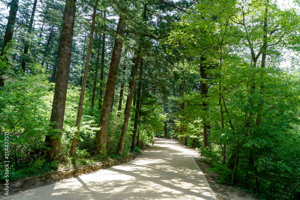 Fir forest road in front of Woljeongsa temple in Korea.