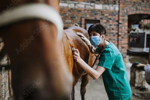 Fototapeta Naklejka Na Ścianę i Meble -  Woman veterinary checking horse health in stable