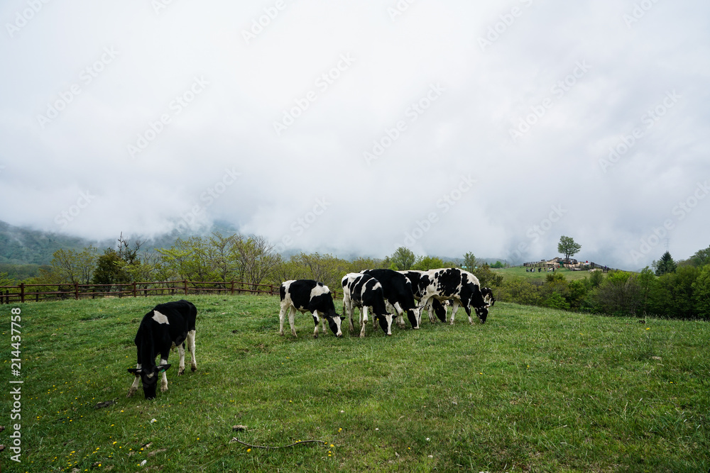 Daegwallyeong sheep and cow Farm in Gangwon-do Province, Korea Daegwallyeong sheep and cow Farm in Gangwon-do Province, Korea