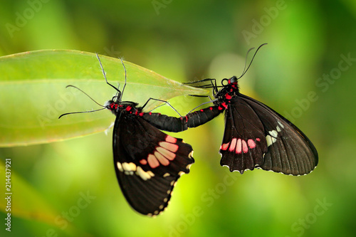 Two butterfly mating. Common Mormon, Papilio polytes, beautiful butterfly from Costa Rica and Panama in nature green forest habitat. Insect behaviour in the tropic forest.
