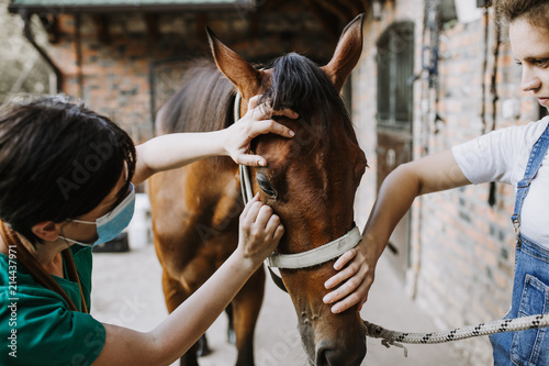Woman veterinary checking horse health in stable photo