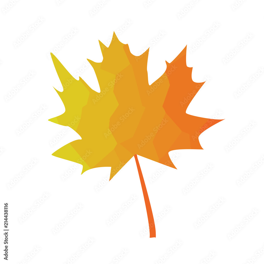 Autumn maple leaf. Vector illustration