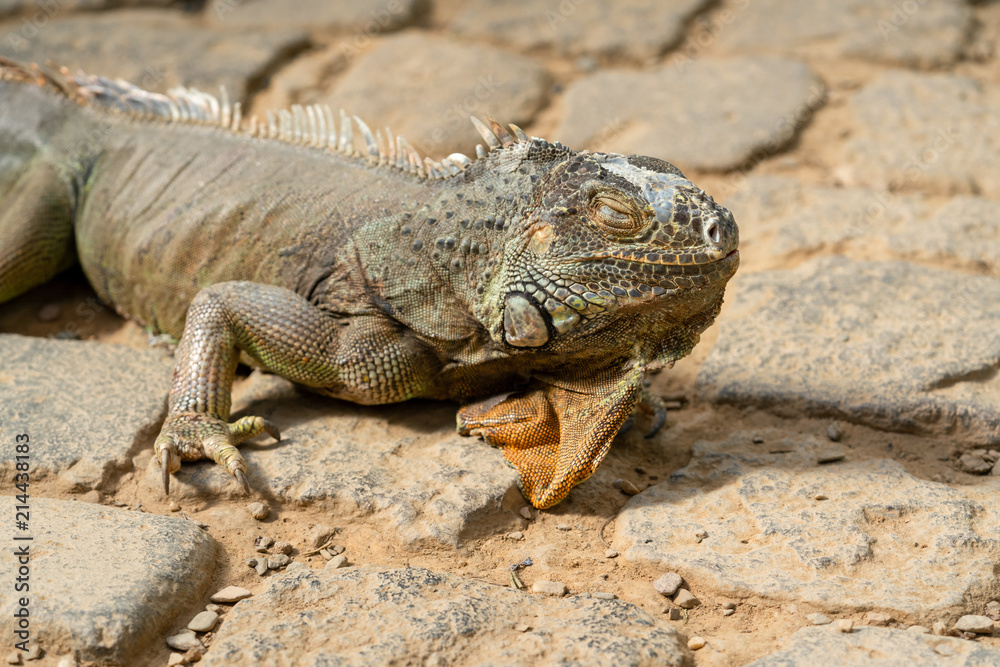 Leguan