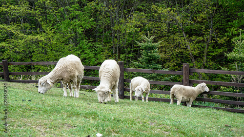 Daegwallyeong sheep and cow Farm in Gangwon-do Province, Korea