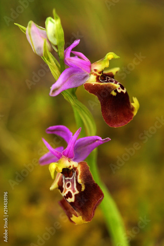 Ophrys apulica, Apulian Ophrys, Gargano in Italy. Flowering European terrestrial wild orchid, nature habitat. Beautiful detail of bloom, spring scene from Europe.  photo