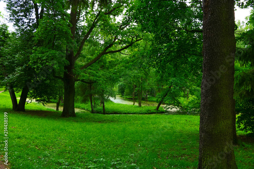Fototapeta Naklejka Na Ścianę i Meble -  landscape with green trees in the park