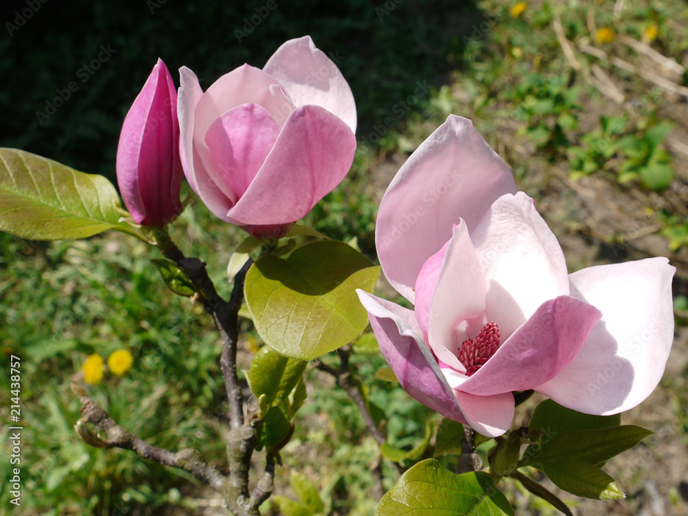 delightful blooming pink petals of flowers on a dense stem