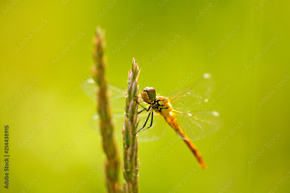 Beautiful nature scene with Common Darter, Sympetrum striolatum. Macro picture of dragonfly on the leave in the nature habitat. Beautiful nature scene with Common Darter, Sympetrum striolatum. Macro picture of dragonfly on the leave in the nature habitat.