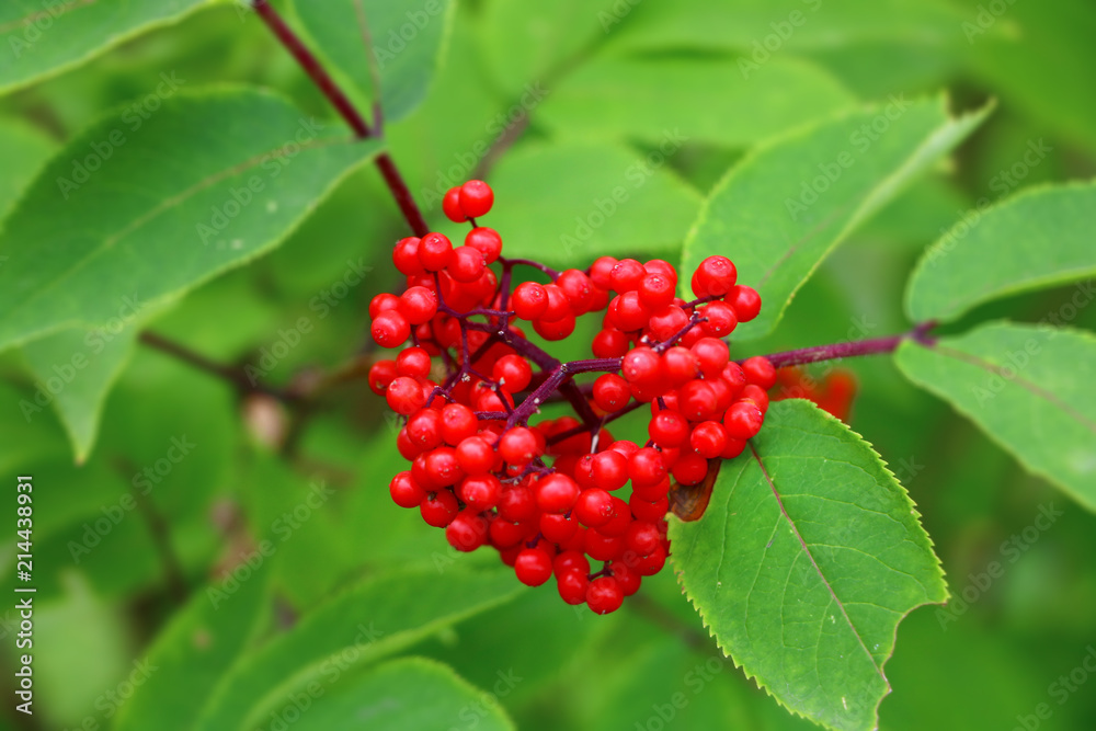 red berries rowan close-up on a green background red berries rowan close-up on a green background