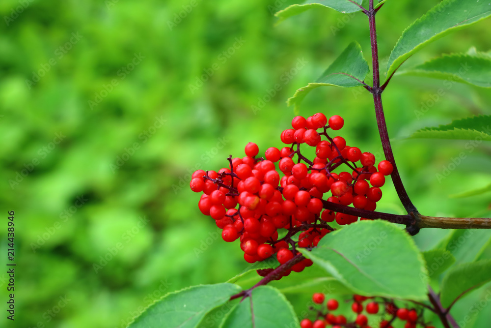 red berries rowan close-up on a green background