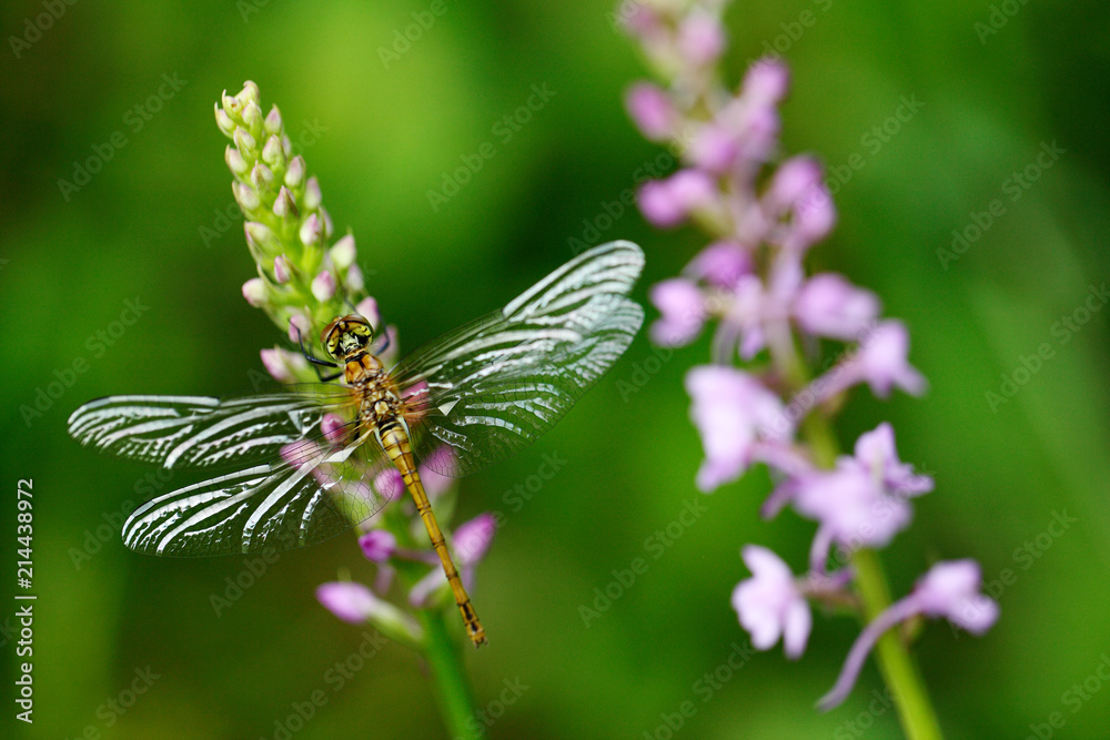 Orchid with dragonfly, Common Fragrant Orchid, Gymnadenia conopsea, flowering European terrestrial wild orchid in nature habitat. Beautiful detail of bloom with clear background, Czech.