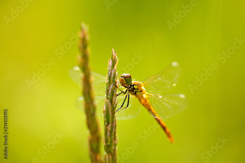 Beautiful nature scene with Common Darter, Sympetrum striolatum. Macro picture of dragonfly on the leave in the nature habitat.