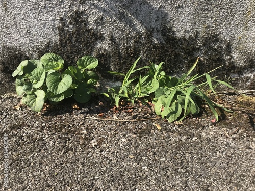 Plantes urbaines en matinée  photo