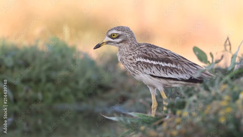 Stone-curlew. Burhinus oedicnemus Stone-curlew. Burhinus oedicnemus