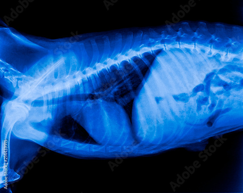  X-ray film of dog lateral view closed up in thorax standard and abdomen- veterinary medicine and Veterinary anatomy Concept- Blue tone color
