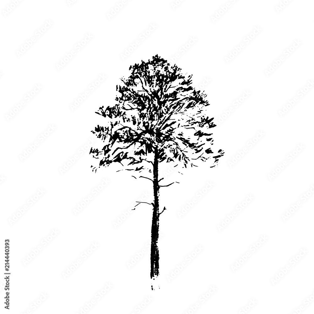 Pine tree. Black line drawing Isolated on white Background. Hand