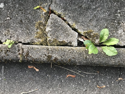 Εκτύπωση καμβά Plante en bord de trottoir