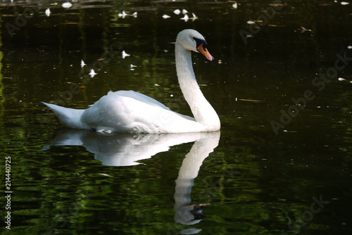 A beautiful proud white swan sees his own reflection in the park lake