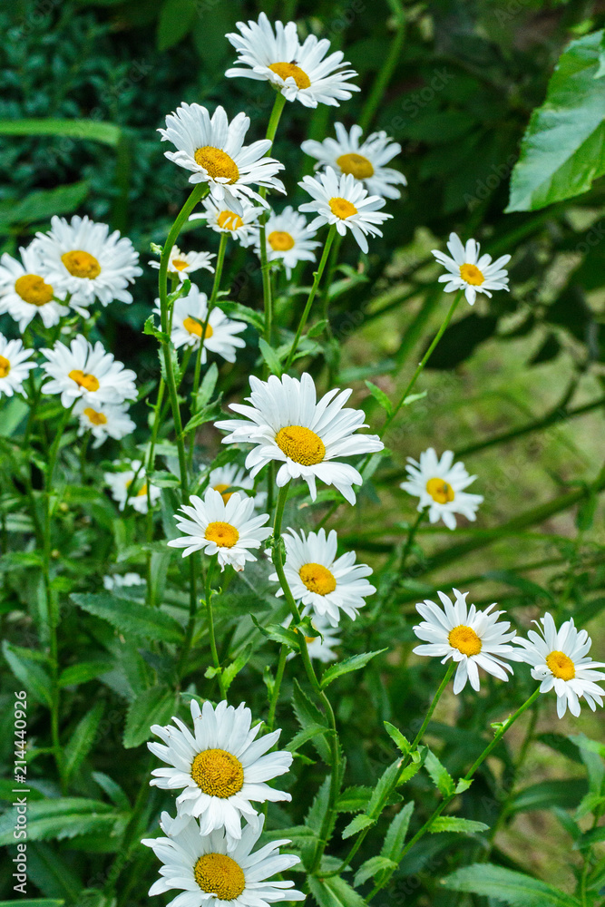Beautiful summer flowers of the chamomile. Very useful plant. From it you get a medicinal and delicious tea Beautiful summer flowers of the chamomile. Very useful plant. From it you get a medicinal and delicious tea