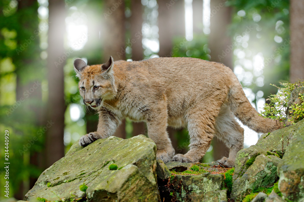Fototapeta premium Puma concolor, znana jako lew górski, pantera, w zielonej roślinności w Meksyku. Scena dzikiej przyrody z natury. Niebezpieczny Cougar siedzący w zielonym lesie ze skałą, piękne tylne światło.