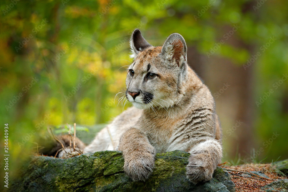 Fototapeta premium Dzikie zwierzę niebezpieczeństwo w zielonej roślinności. Duży kot Cougar, Puma concolor, ukryty portret niebezpiecznego zwierzęcia z kamieniem, USA. Scena dzikiej przyrody z natury.